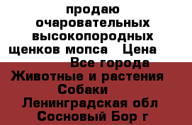 продаю очаровательных высокопородных щенков мопса › Цена ­ 20 000 - Все города Животные и растения » Собаки   . Ленинградская обл.,Сосновый Бор г.